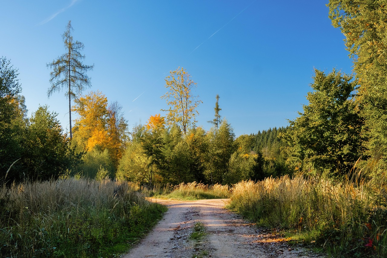 forest path, fork in the road, forest, country road, nature, landscape, fork in the road, fork in the road, fork in the road, country road, country road, country road, country road, country road